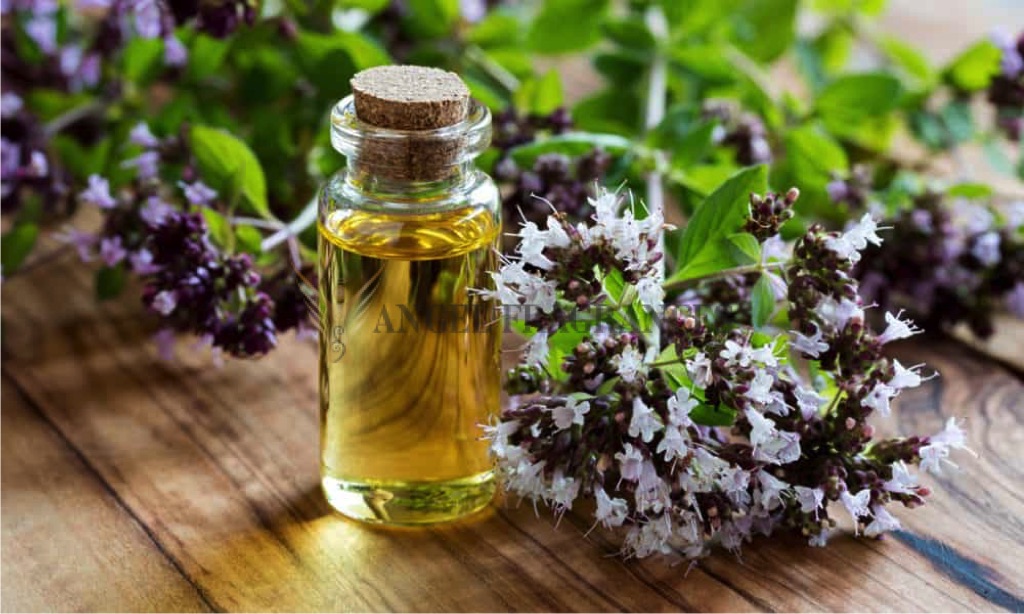 Buy Oregano Aromatherapy Oil