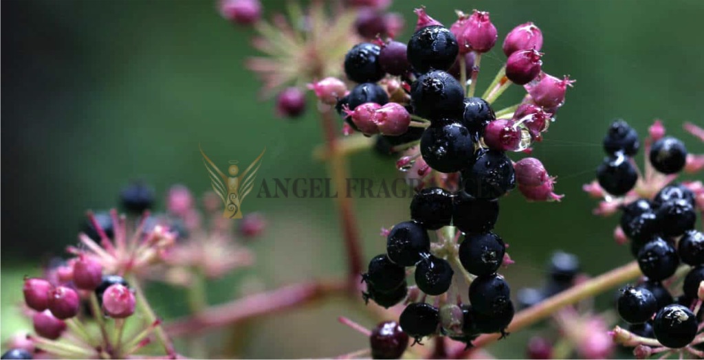 زيت Spikenard النقي والأعضاء