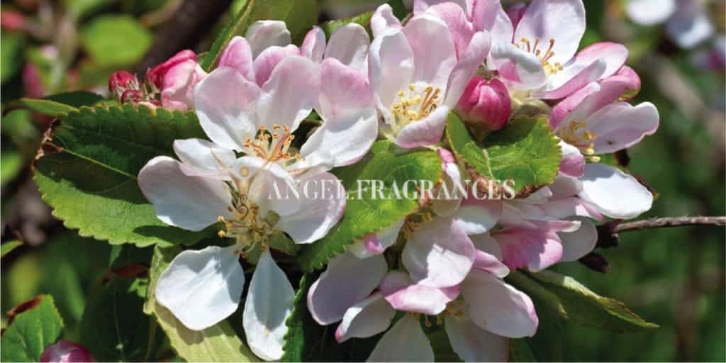 يشتري زيت العطر الزهرة والتفاح